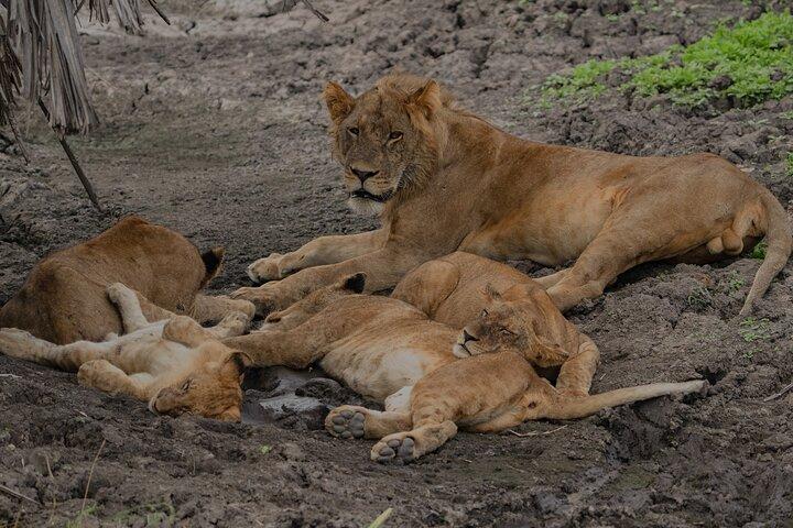 2-dages Selous (Nyerere NP) Night Game Drive Safari fra Zanzibar
