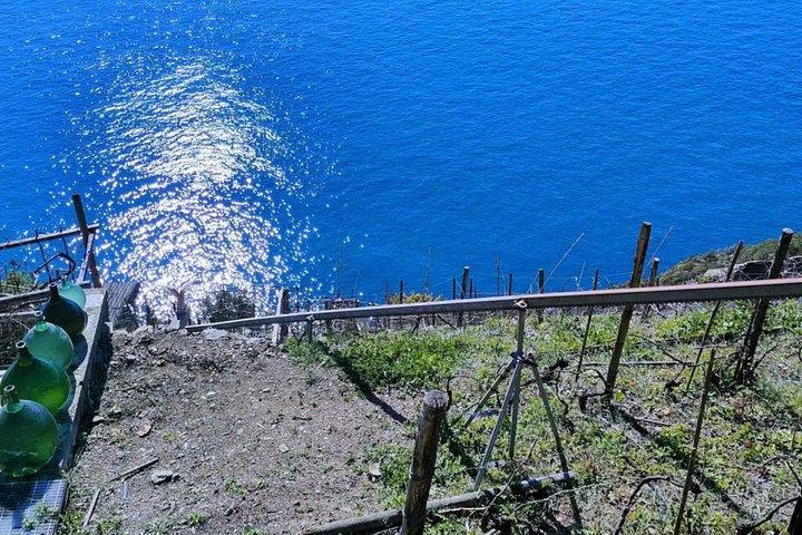 チンクエテッレのワイン試飲付きブドウ園ツアー