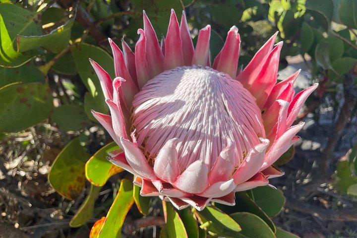 Guided Adventurous Table Mountain Hike Tour (Private Pickup)