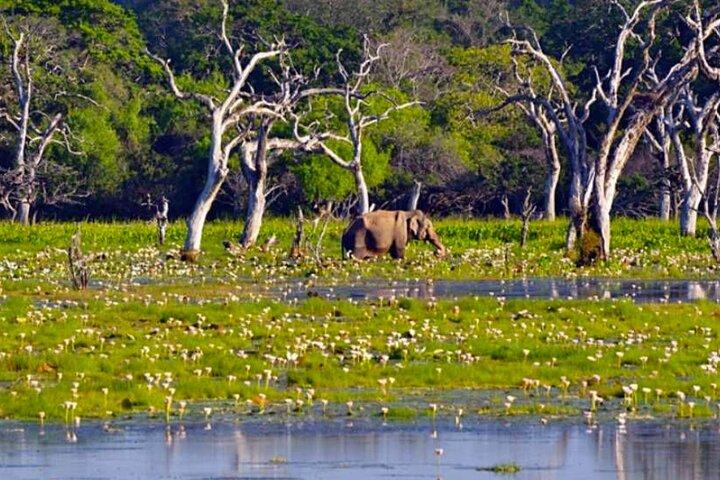 Sigiriya, Dambulla & Habarana Safari Tour vanuit Colombo | Budget