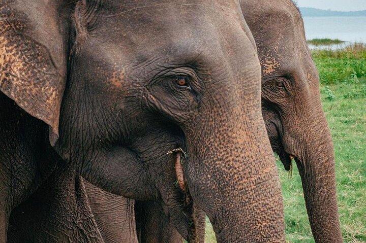 ミネリヤ国立公園ワイルドライフ＆エレファントサファリ（シギリヤ発）