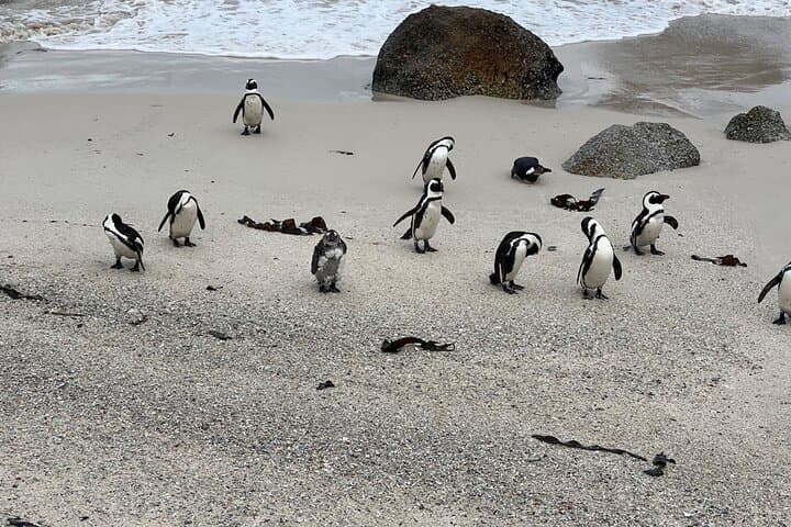 From Cape Town: Cape Agulhas Full Day Tour with Hotel Pick UP