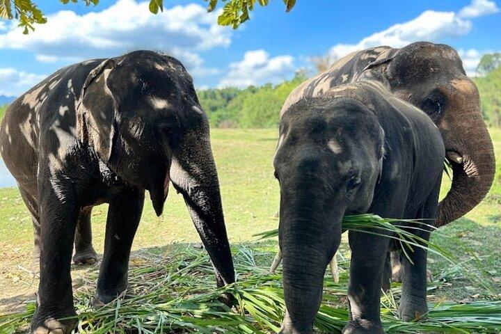 Cascade d'Erawan et soins aux éléphants de Bangkok - Visite privée