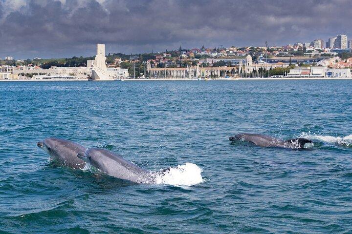 Lisbon: Dolphin Watching with Marine Biologist – Small Group
