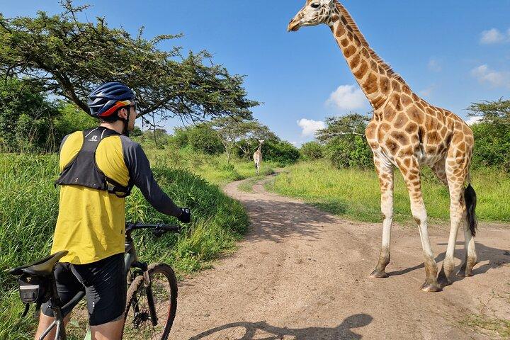 Safari de bicicleta de 2 dias até o Parque Nacional do Lago Mburo