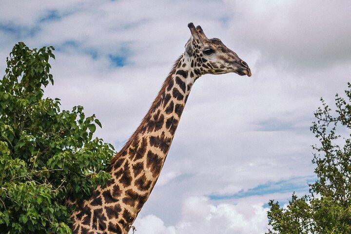 ビクトリアの滝から日の出から日没までのサファリ チョベ国立公園