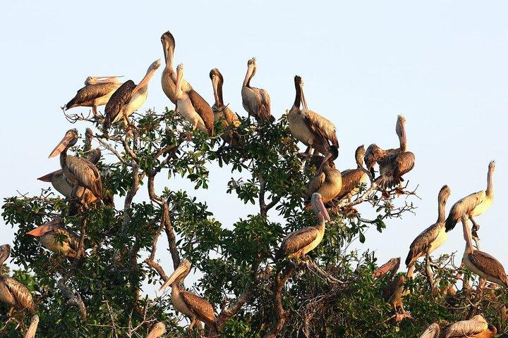 The Bird Watching private Tour and Beyond