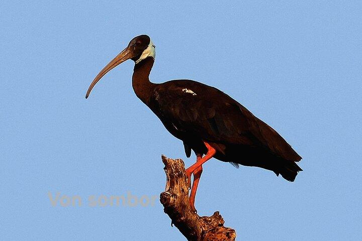 The Bird Watching private Tour and Beyond