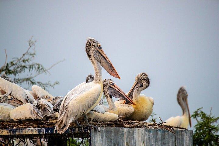 Fatehpur Sikri, Bird Sanctuary, Chand Baori Jaipur Drop from Agra