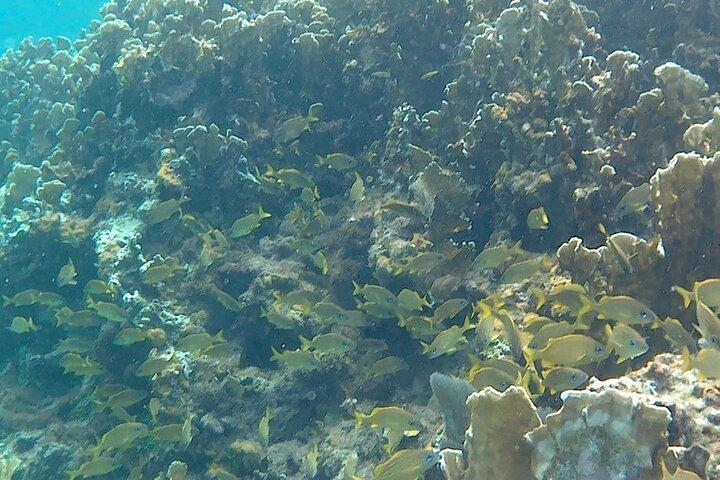 Increíble buceo guiado Negril a arrecife, ancla y cañón
