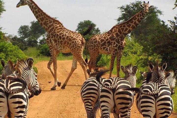 8 Day Private Kenya Safari in 4x4 Land Cruiser