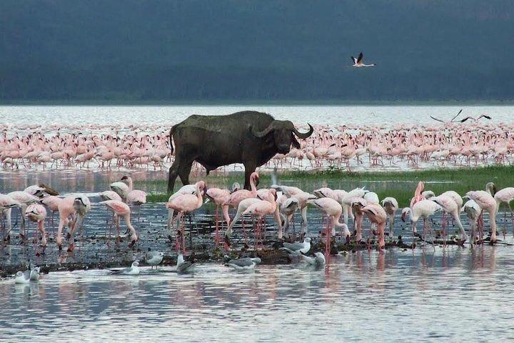 8 Day Private Kenya Safari in 4x4 Land Cruiser