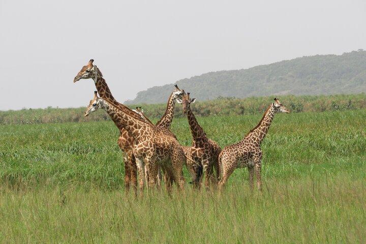 1 dag Akagera Game Drive Safari