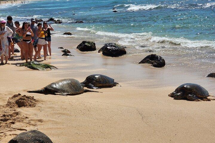 Tour por la isla Oahu Fun Circle con recogida
