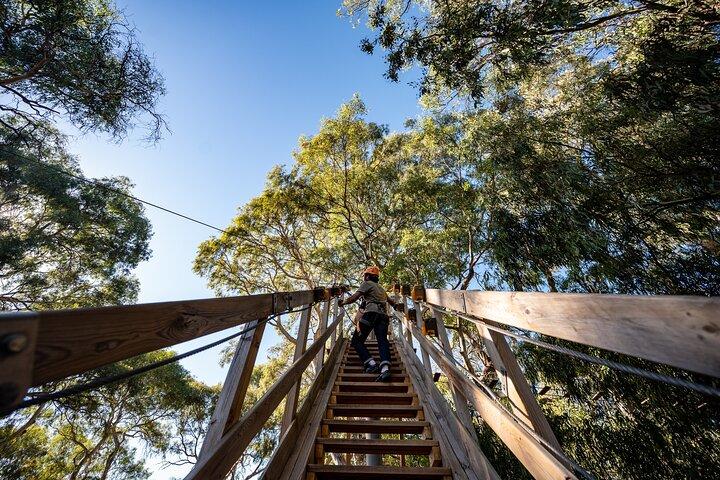 Atividade no topo da árvore para caçadores de emoção e aventureiros em Adelaide