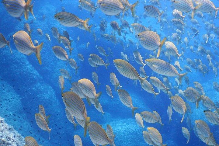 チンクエ テッレでのエコ シュノーケリングと海洋生物学