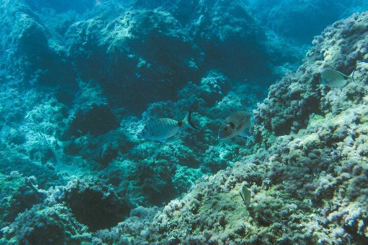 チンクエ テッレでのエコ シュノーケリングと海洋生物学