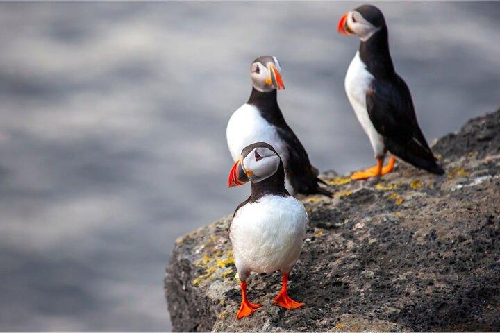 Excursión de un día para grupos pequeños a Vestmannaeyjar, frailecillos y volcanes