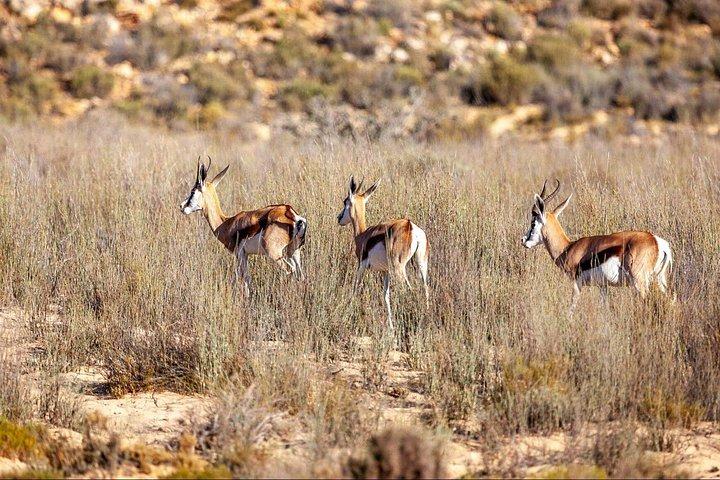 Guided Day Excursion through the Breede River Valley Big Five