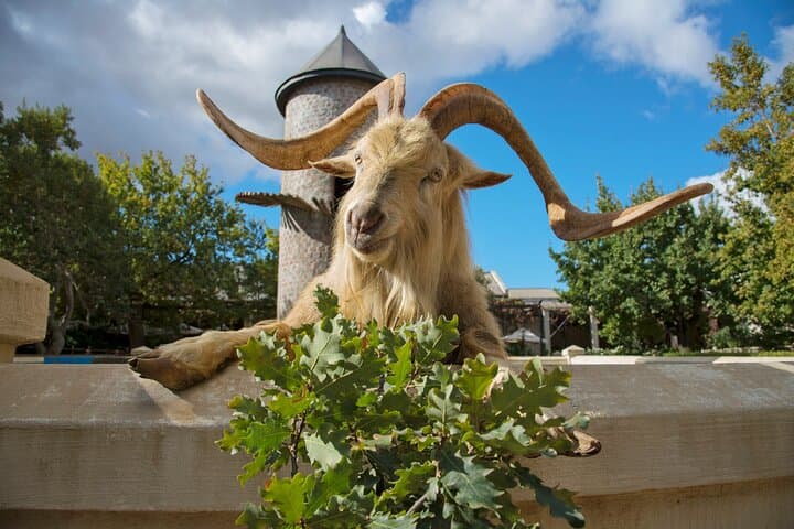 Wine Tasting in Cape's Top Three Winelands Private Tour