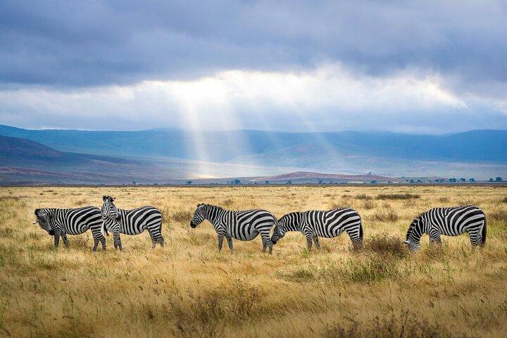Nairobi National Park Safari