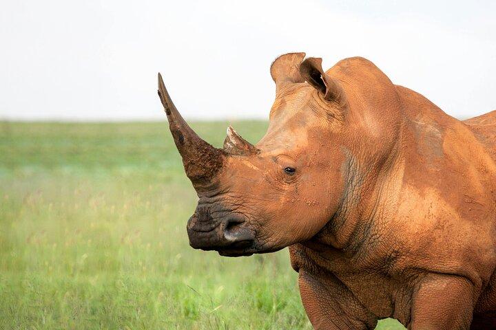 Nairobi National Park Safari