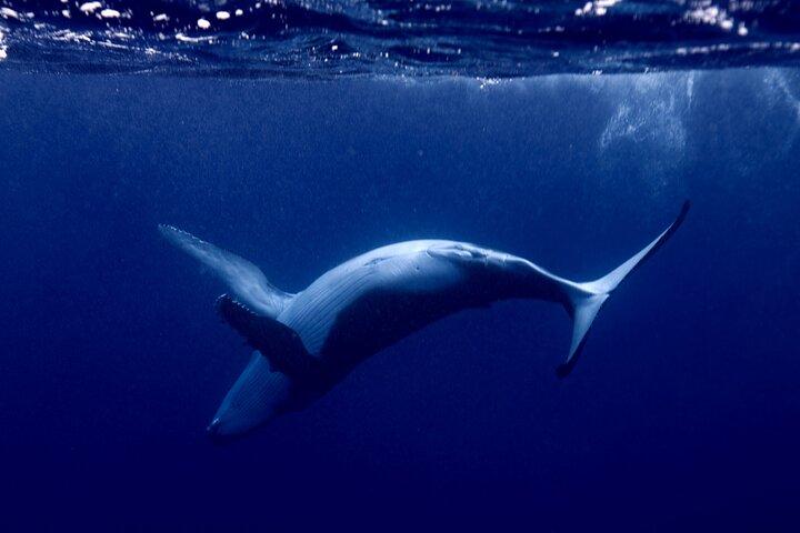 Avistamiento de ballenas y buceo en Moorea