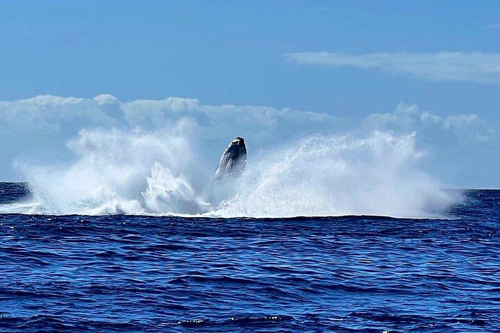 Avistamiento de ballenas y buceo en Moorea