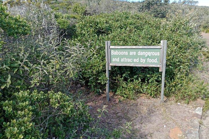 Fulddags halvø tur til Cape Point og pingviner i Cape Town