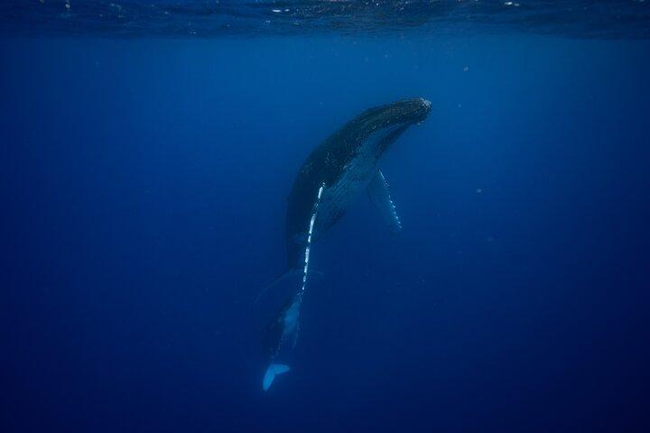 Avistamiento de ballenas y buceo en Moorea