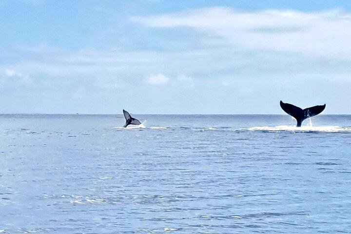 Avistamiento de ballenas y buceo en Moorea