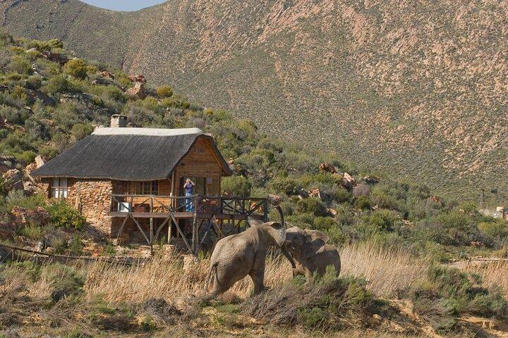 Safari Game Drive, déjeuner et transferts depuis Le Cap