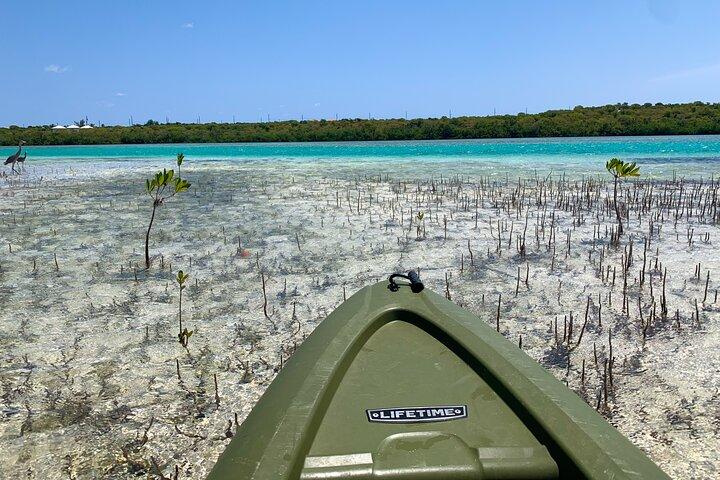 Clear kayak Grand Turk Island Kayak Tour door de mangroven