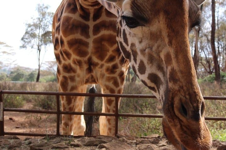 Giraffe Center and Beads Center Guided Tour