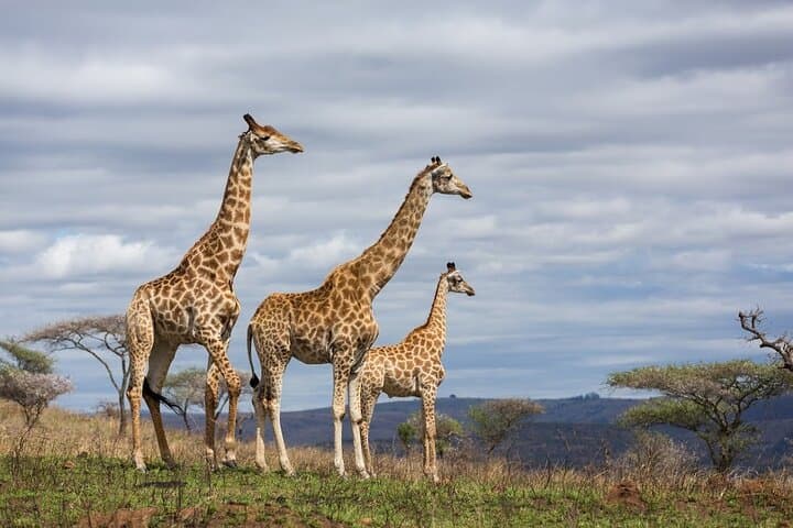 Giraffe Center and Beads Center Guided Tour
