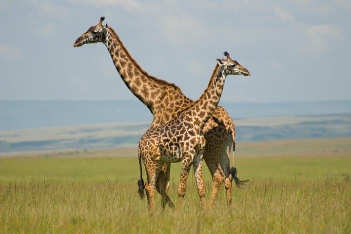 Giraffe Center and Beads Center Guided Tour