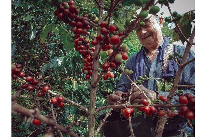 コーヒー、ワイン、紅茶 ダラットの農業の宝物ツアー