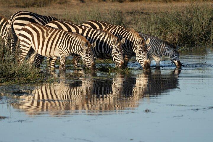 12 días de expedición a los 5 grandes y la vida silvestre en Fotografía del Serengeti