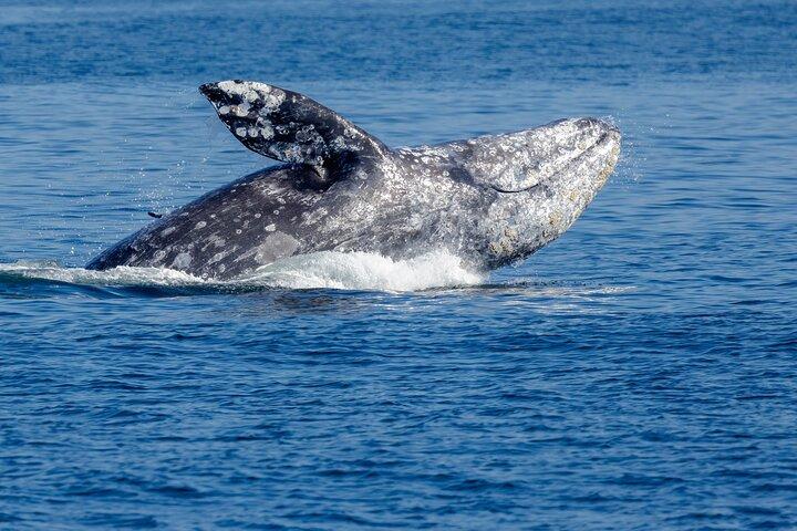 シアトル：半日野生動物とホエールウォッチングクルーズ