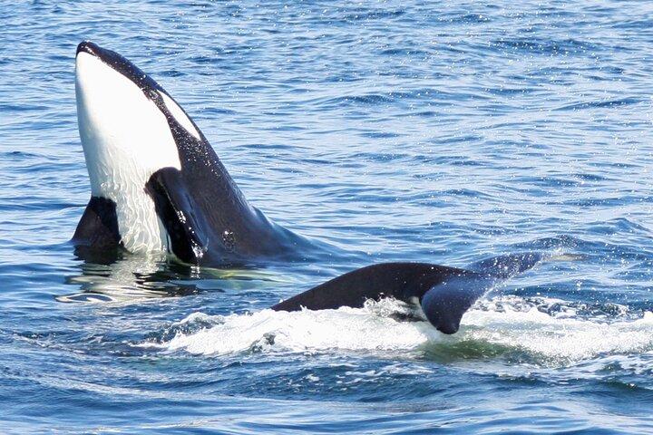 シアトル：半日野生動物とホエールウォッチングクルーズ
