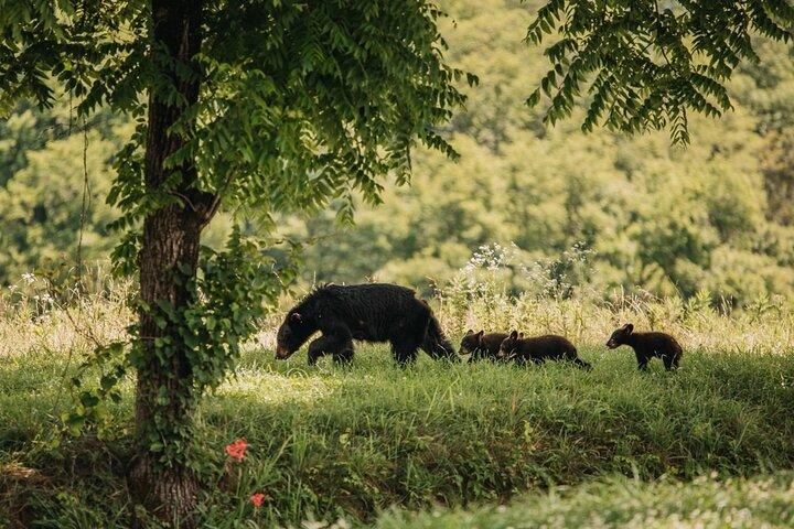 モレーン湖とレイクルイーズの夕日と野生動物の冒険