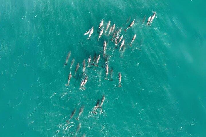 Stradbroke Island Eco-dagstur fra Brisbane – dyreliv og strande