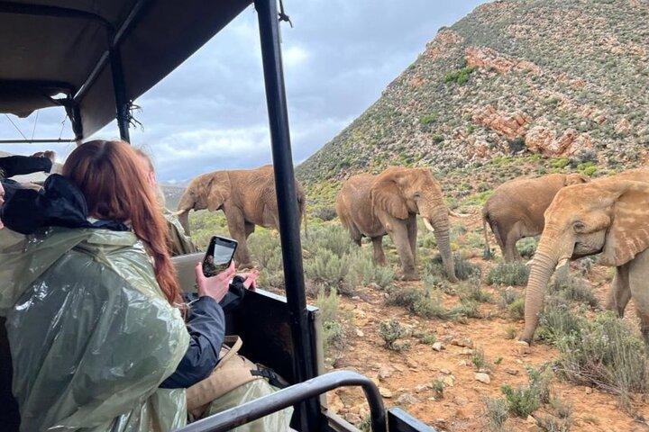 Safari Aquila Big 5 + Buffet déjeuner + Pick & Drop du CAP