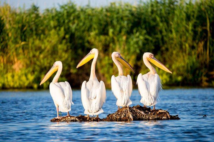 Day Trip from Bucharest to Danube Delta