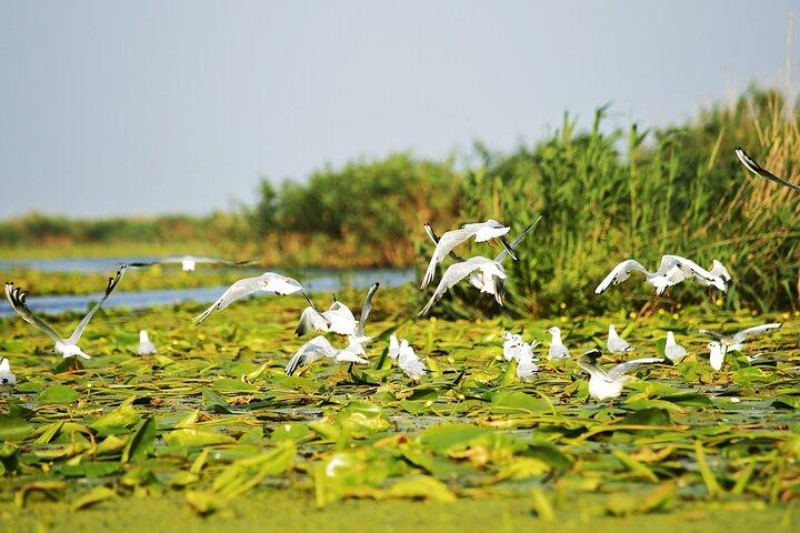 Viagem de um dia de Bucareste ao Delta do Danúbio