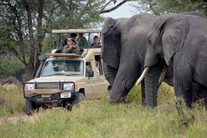 5 Day Masai Mara Budget Tented Camping Safari from Nairobi