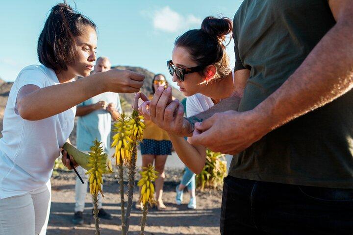 Økologisk gård i Fuerteventura: Aloe Vera og olivenolie