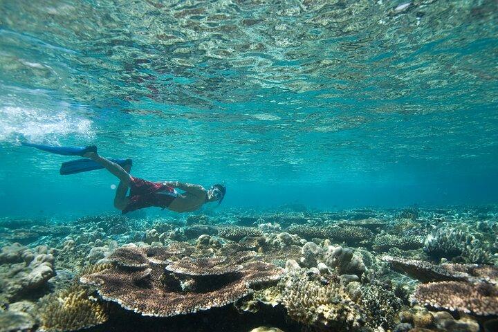 アカバ紅海でのプライベート シュノーケリング体験