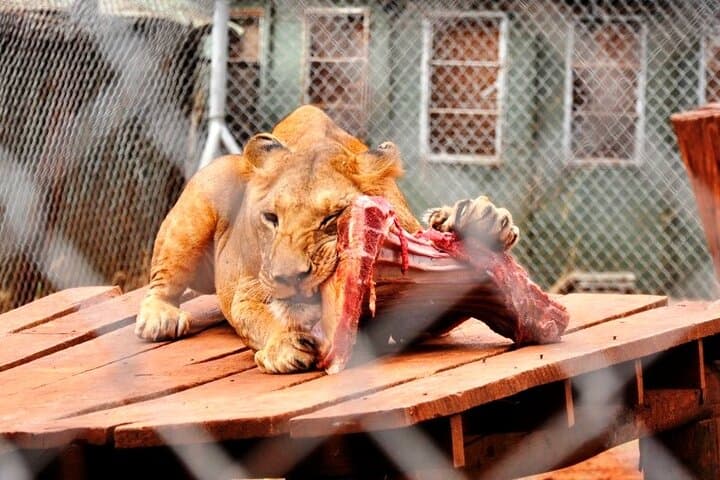 Animal Orphanage Half Day Tour in Nairobi