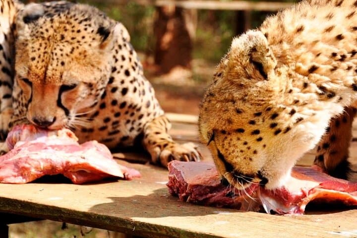 Animal Orphanage Half Day Tour in Nairobi
